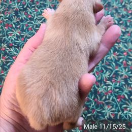 Noel - Orange male Pomeranian puppy in Cabot, Arkansas from Merri's Pom's
