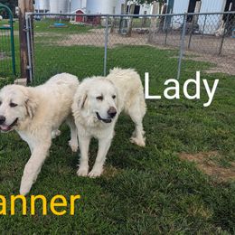 Lady - Great Pyrenees