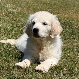 Golden Retriever puppies from 11 Oaks Kennels