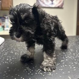 Blue - Black and silver male Miniature Schnauzer puppy in La Fayette, Georgia from Daniels Mini Schnauzers