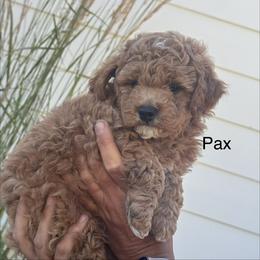 Pax - Apricot male Poodle puppy in La Center, Washington from Sarah Lobbestael
