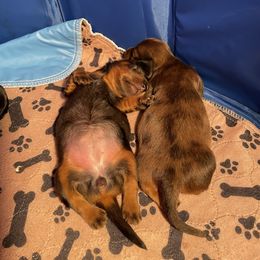 Dachshund Puppies from Doxie Gang