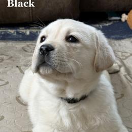 Betty - Yellow female Labrador Retriever puppy in Virginia Beach, Virginia from Viklan Labradors