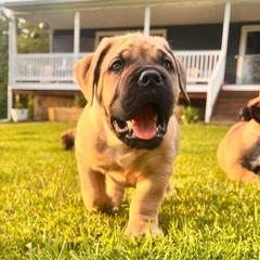 Yellow - Fawn male Boerboel puppy in Callicoon, New York from Southern Pride Boerboels