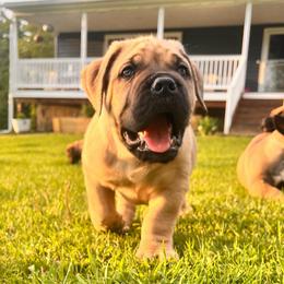Yellow - Fawn male Boerboel puppy in Callicoon, New York from Southern Pride Boerboels