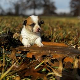Cranberry - Red female Pembroke Welsh Corgi puppy in Sheldon, Missouri from Clearsky Corgis