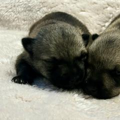 Gummy or Volvo - Gray male Swedish Vallhund puppy in Cameron, North Carolina from Firefly Farms