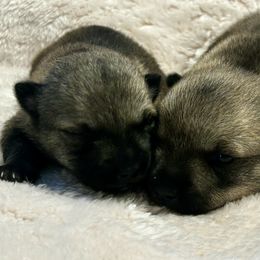 Gummy or Volvo - Gray male Swedish Vallhund puppy in Cameron, North Carolina from Firefly Farms