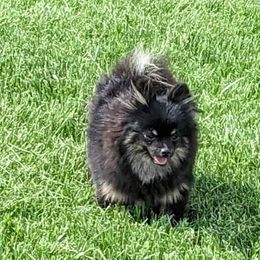 Skipper - Pomeranian