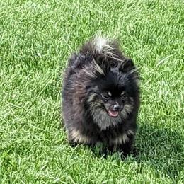 Skipper - Pomeranian