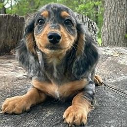 Fritz - Dapple male Dachshund puppy in Industry, Illinois from KDKs Kennels