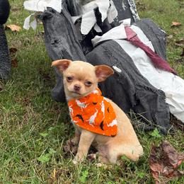 JJ - Cream male Chihuahua puppy in Gloucester, Virginia from Charlotte's Web of Chihuahuas