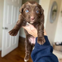 Clarice - Red tri-color female Australian Shepherd puppy in Tyner, Kentucky from Lil’ Town Aussies