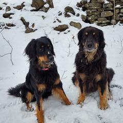 Hovawarts from Helderberg Hovawarts