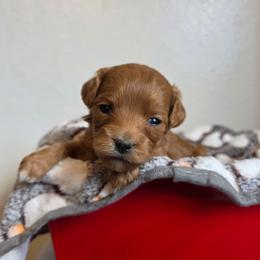 Honey - Red female Cavapoo puppy in Blackfoot, Idaho from Draper Mountain Doodles