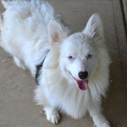 Aziraphale (Ziro) - White and black male Pembroke Welsh Corgi puppy in Pendleton, Indiana from Wildlings & Wild Things Homestead