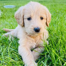Goldendoodles from Doodle Tree