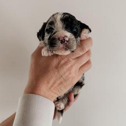 Fernando. - Blue merle and white male Sheepadoodle puppy in Wabash, Indiana from DOODCompany