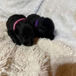 Purple - Black female German Shepherd puppy in Andalusia, Alabama from Keisha's German Shepherds