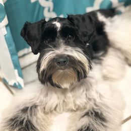 Ivy - Miniature Schnauzer
