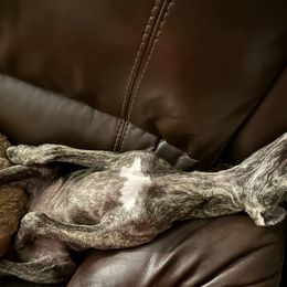 Poodle and Whippet All Grown Up from Charleston Reds Standard Poodles and Whippets