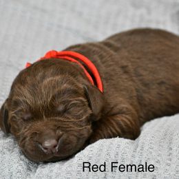 Red Female - Chocolate female Labrador Retriever puppy in Mississippi from Sure Shot English Labs