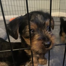 Yorkshire Terrier Puppies from Suttons Yorkies