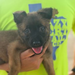 Cyclone - Fawn sable male Belgian Malinois puppy in Briggs, Texas from Madhouse’s Belgian Malinois and German Shepherds