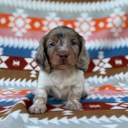 Lucky Day (Three Amigos) - Dapple male Dachshund puppy in Knoxville, Tennessee from Over The Moon Minis