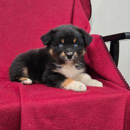 Tiana - Black tri-color female Australian Shepherd puppy in Collinston, Utah from Corbridge Aussies