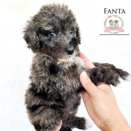 Fanta - Blue merle female Aussiedoodle puppy in Corydon, Indiana from Ridgeline Doodles