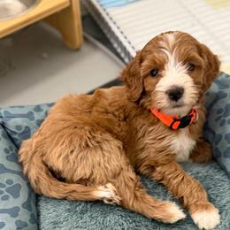 Orange collar girl - Red  female Goldendoodle puppy in Newcastle, Oklahoma from Ritzy Creek Doodles