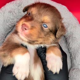 Jasmine3Boy2- RTM,LONG tail, blue eyes likely, CHIC-OFA-DNA-AKC Titled Parents - Red tri-color male Australian Shepherd puppy in South Hill, Virginia from Silverside Aussies LLC
