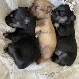 Miniature Schnauzer Puppies from Schnauzers on Robinson Lane