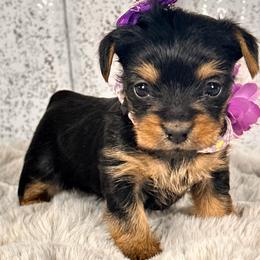 Pixie - Black and tan female Yorkshire Terrier puppy in Denver, Colorado from Melrey's paws