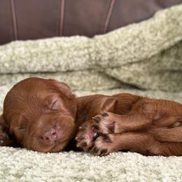 Destiny - Red female Cavapoo puppy in Fort Worth, Texas from Aloha Paradise Poodles LLC