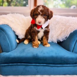 Aussiedoodle Puppies from Silverton Doodles