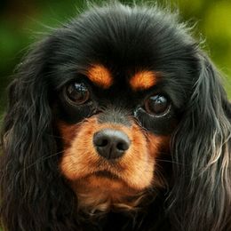 Pepper - Cavalier King Charles Spaniel
