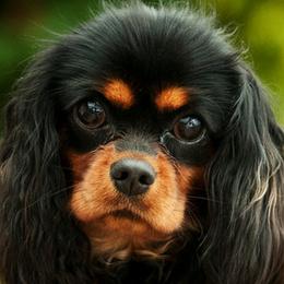 Pepper - Cavalier King Charles Spaniel