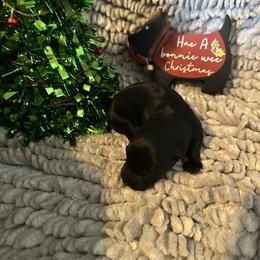 Claus - Black male Scottish Terrier puppy in Eagle Lake, Florida from Its Scot To Be Love Scotties