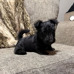Dark Blue (Purple) - Black brindle male Scottish Terrier puppy in Lubbock, Texas from RocketST
