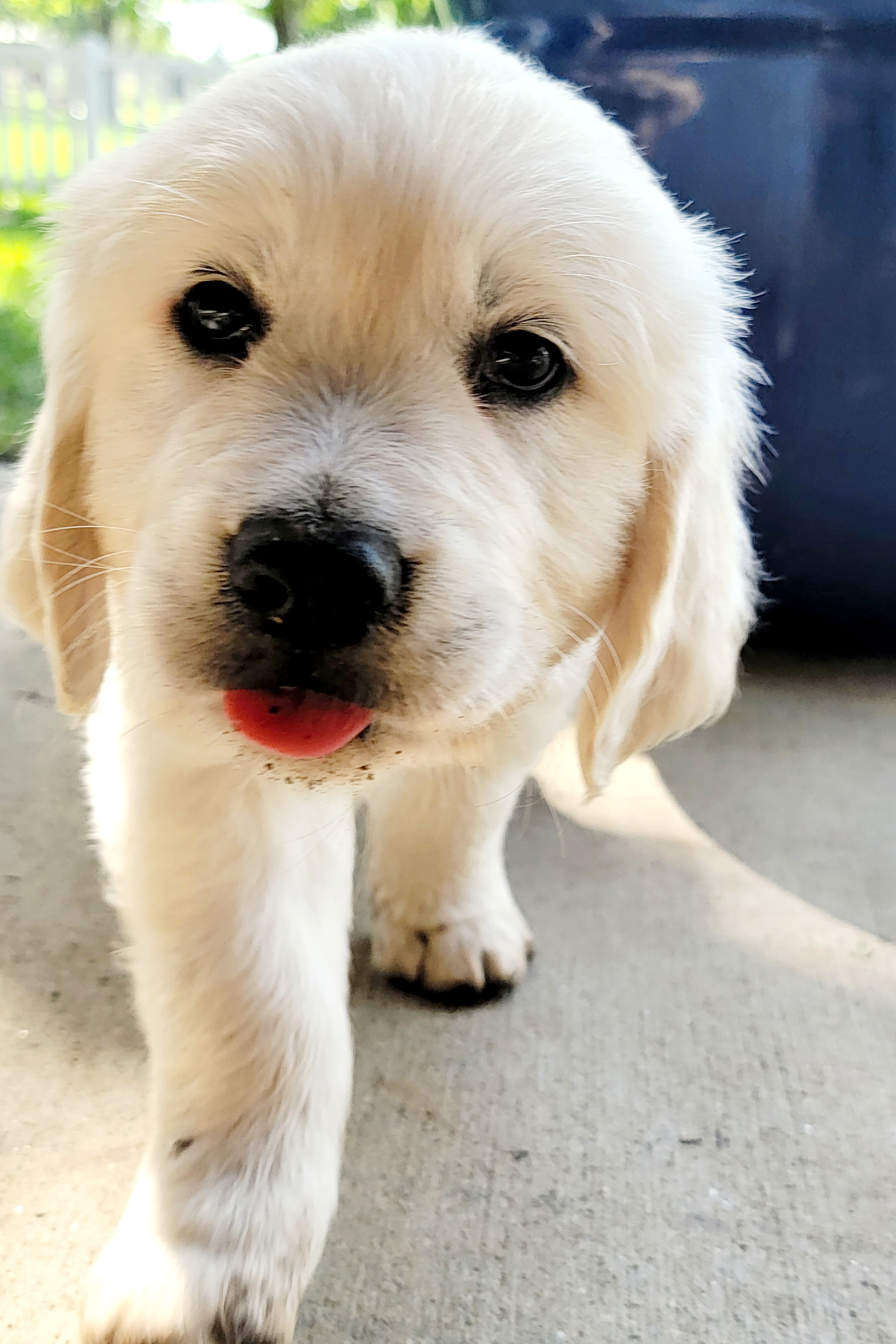 Golden Retriever Puppies from Davidson's Goldens