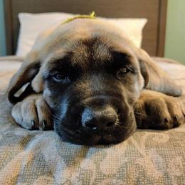 Mastiffs from Great Lakes Mastiffs