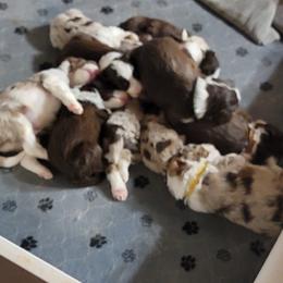 Aussiedoodle puppies from Branch Creek kennels