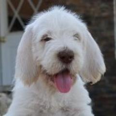 Spinone Italiano Puppies from Boe Dogs