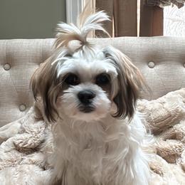 Luna - White and tan female Mal-Shi puppy in Benton Harbor Mi, Michigan from Wiggle Bottom Shih Tzu/Maltese