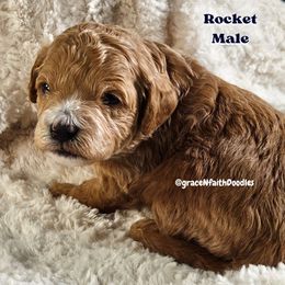 Rocket - Red  male Goldendoodle puppy in Peytno, Colorado from Grace N Faith Doodles