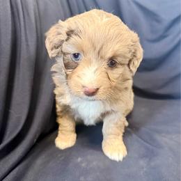 Porsche - Red merle female Toy Australian Shepherd puppy in Medical Lake, Washington from MAS Gone Rogue