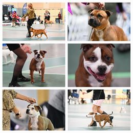Staffordshire Bull Terrier All Grown Up from ShastaStaffordsandDobermans