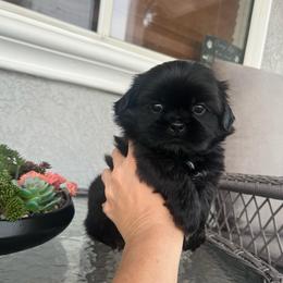 Black boy - Black male Shih Tzu puppy in Whittier, California from Socal Mother Of Shih Tzus